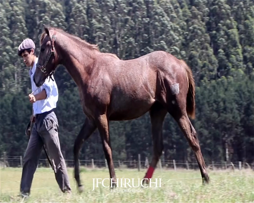 Lote VIEJO BANDONEON MR