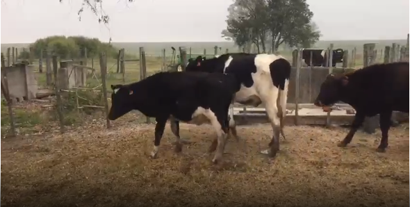 Lote 35 Novillos en Soriano