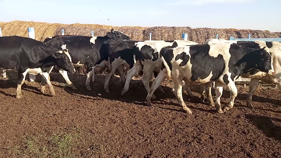 Lote 30 Mej Liviano Holando Argentino en Porteña, Córdoba