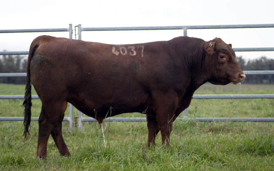 Lote ABERDEEN ANGUS SA - Angus COLORADOS