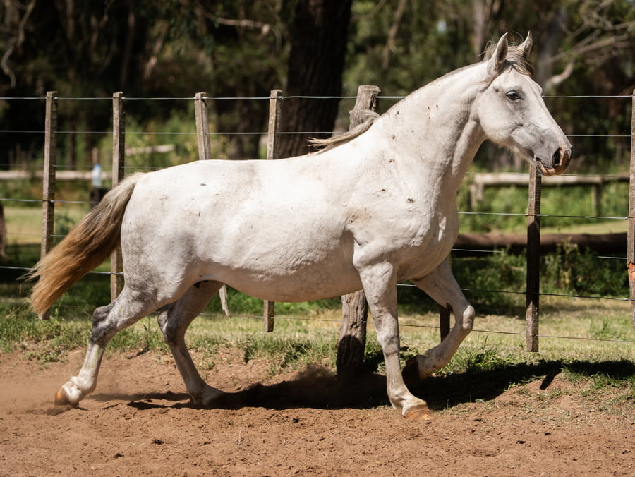 Lote Nochera Rima