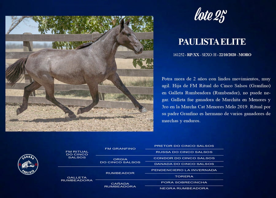 Lote Paulista Elite