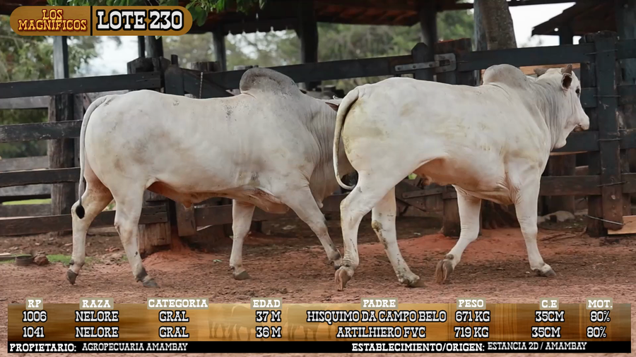 Lote LOTE 230 - VIVO