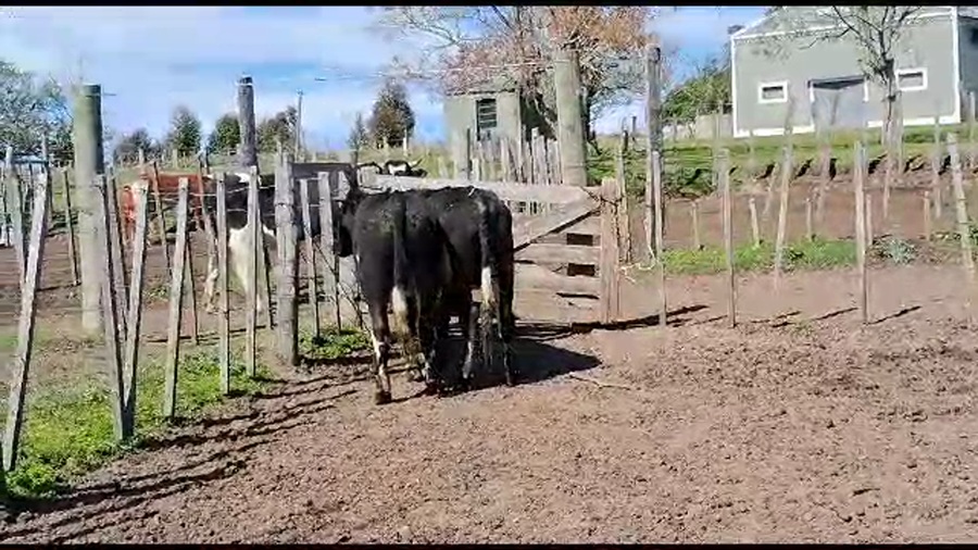 Lote 2 Toros Cruzas a remate en Aniversario 115 Años - Camy 450kg -  en Mal Abrigo