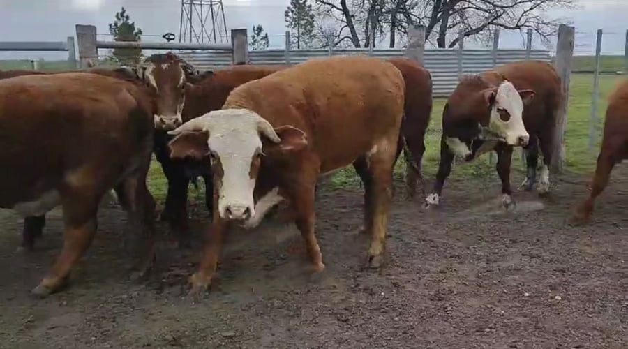 Lote Estancia La Invernada