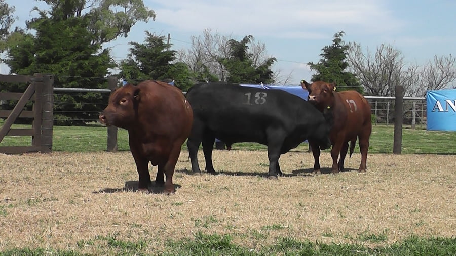 Lote TOROS ANGUS PURO CONTROLADO
