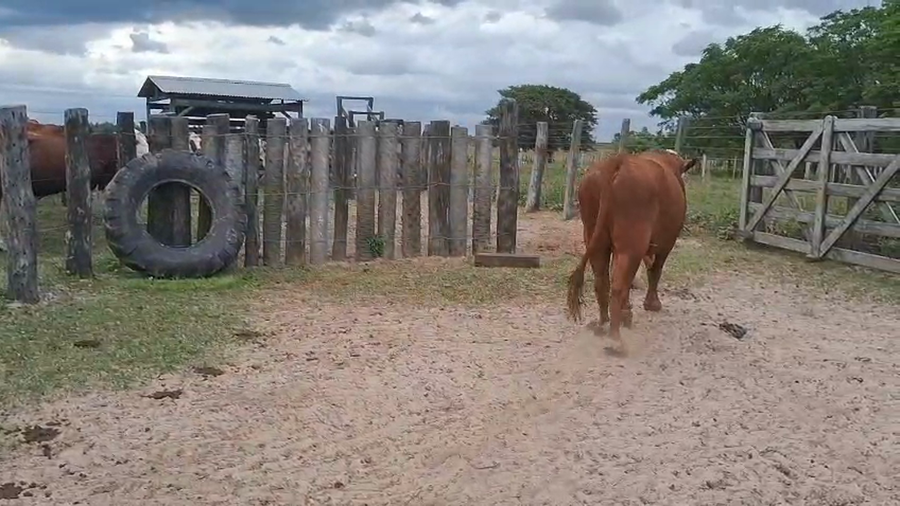 Lote 1 Toros de invernar en Corrientes, Empedrado