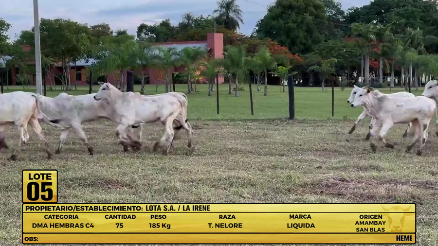 Lote LOTE 5