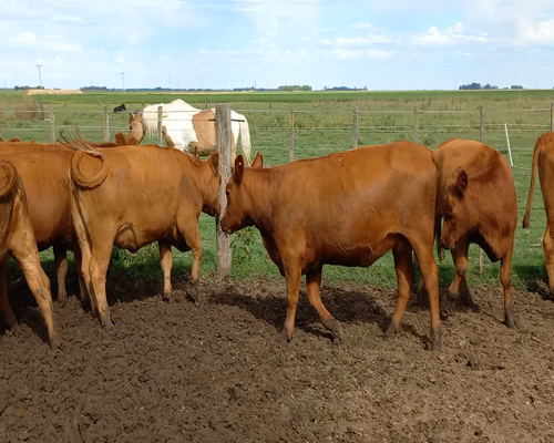 Lote 12 Vaquillonas C/ gtia de preñez en Gral. Lamadrid, Buenos Aires