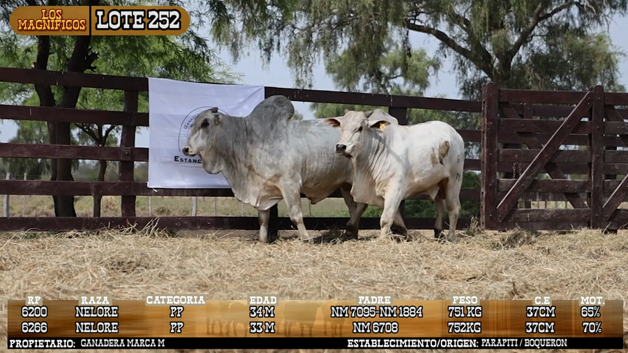 Lote LOTE 252 - VIVO