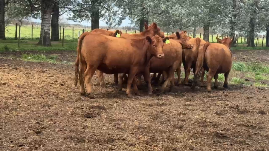 Lote 8 Vaquillonas PC preñadas