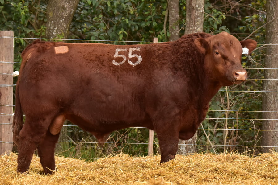 Lote TOROS ANGUS PC