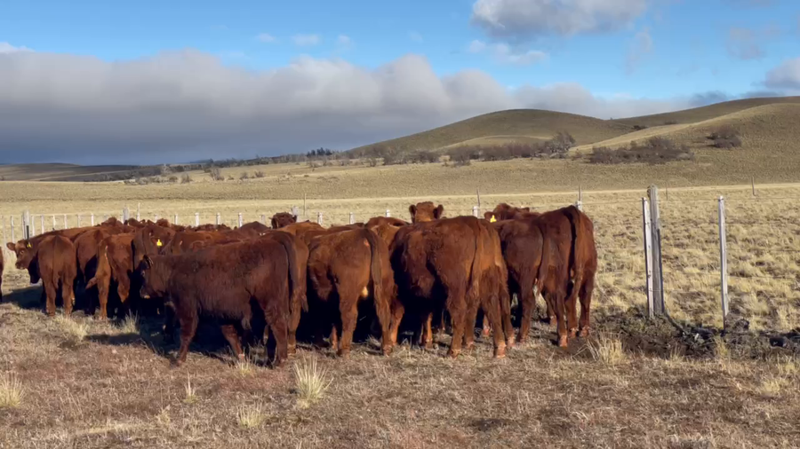 Lote 40 Ternero en Coyhaique, XI Región Aysén