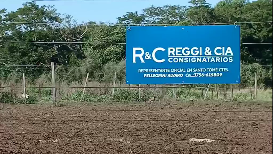 Lote 104 Terneros/as