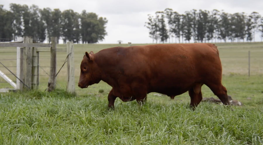 Lote ABERDEEN ANGUS PURO CONTROLADO SA