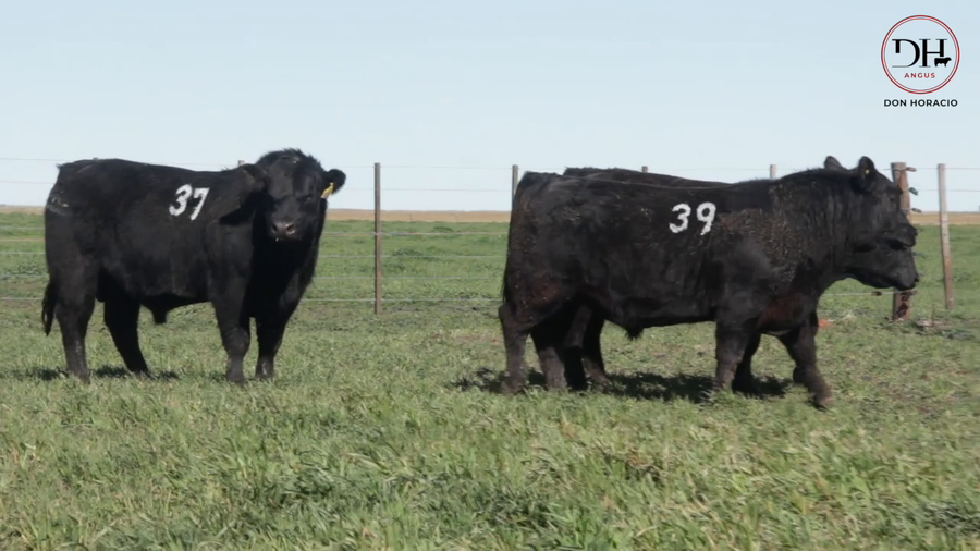 Lote Toros