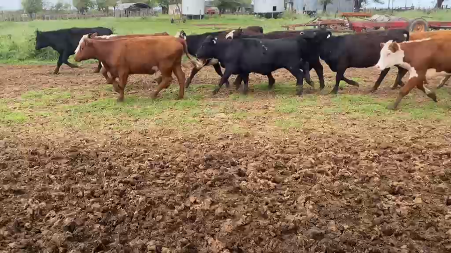 Lote 65 Vaquillonas en Villa Huidobro, Córdoba