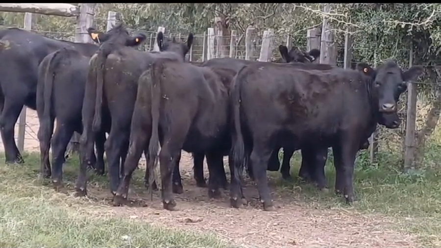 Lote 8 Vaquillonas 1 a 2 años ANGUS a remate en #44 Pantalla Carmelo 370kg -  en MAL ABRIGO