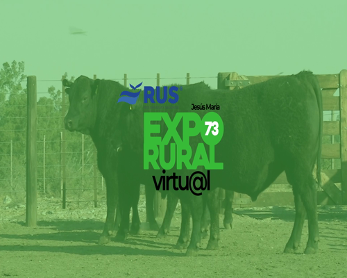 Lote TOROS PUROS CONTROLADOS ANGUS