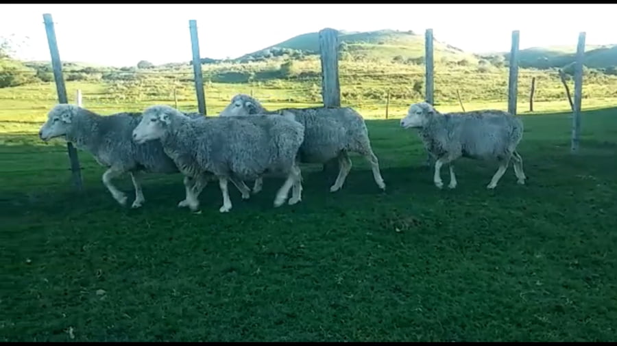 Lote 6 Ovejas boca llena 2225-2336-2210-21852-2213-2235
