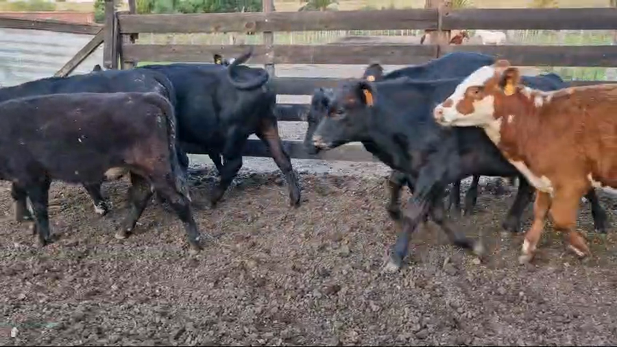 Lote 9 Terneros Angus y Hereford a remate en Pantalla Camy, San José