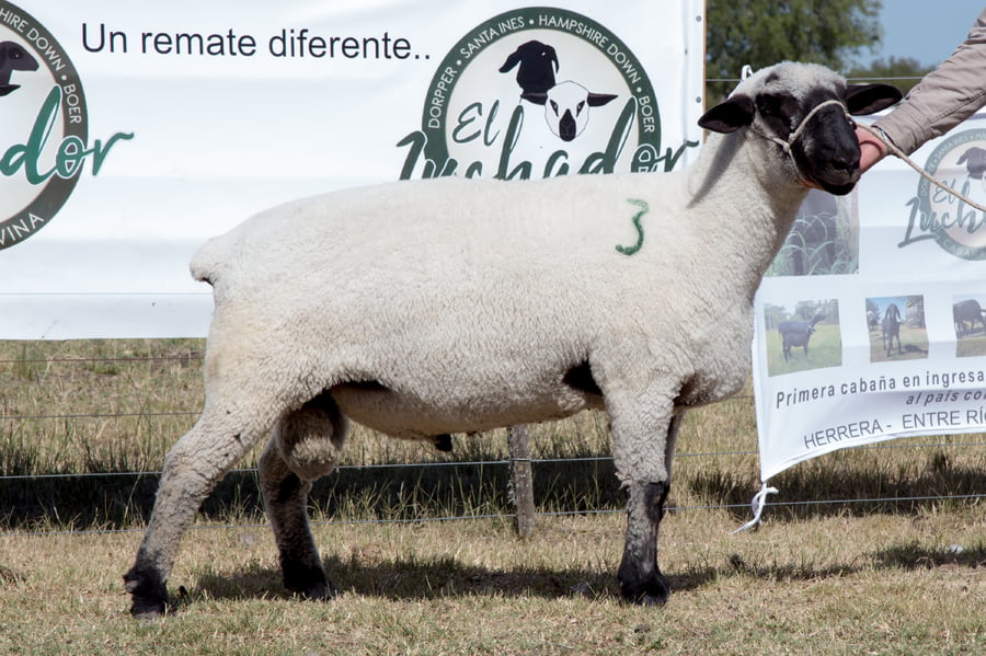 Lote OVINO HAMPSHIRE D. MACHO PP