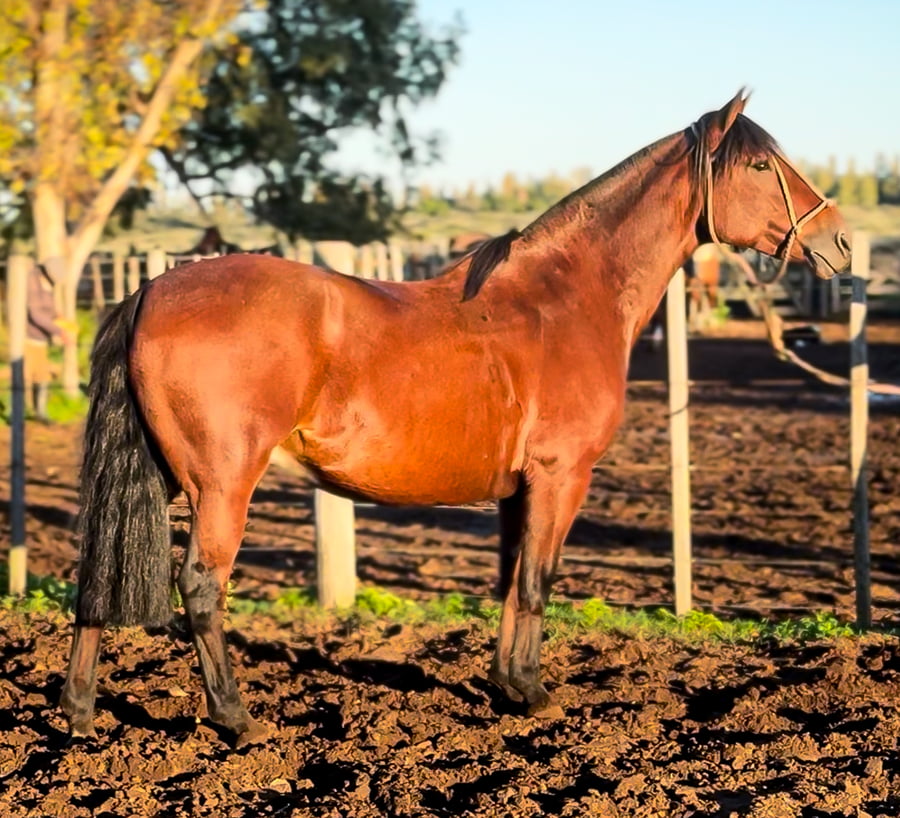Lote Malpintado Misteriosa