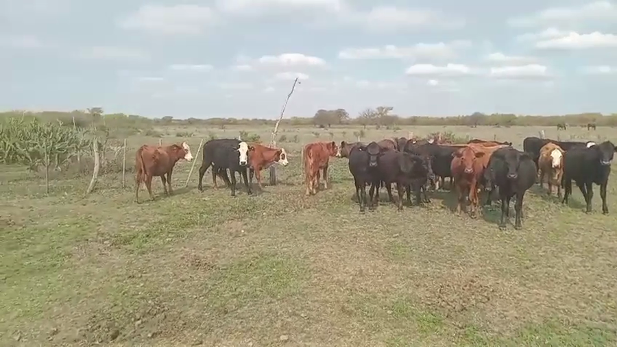 Lote 20 Vaquillonas Braford, Brangus Negro y Colorado en Ceres, Santa Fe