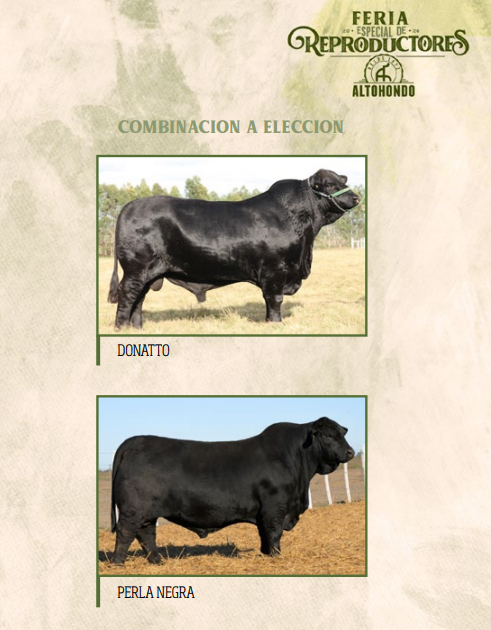 Lote LOTE 63