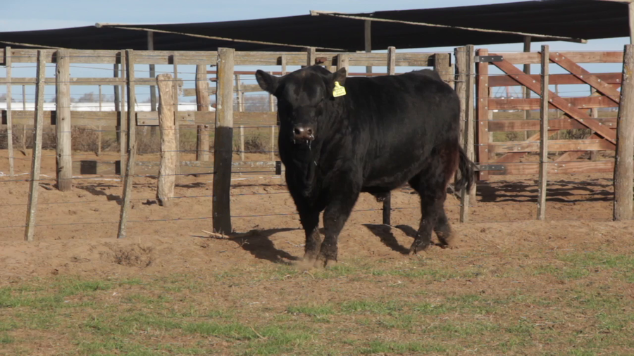 Lote TOROS PUROS DE PEDIGREE