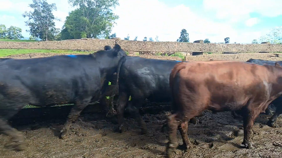 Lote 20 Novillo Gordo