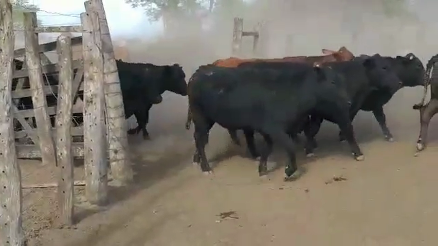 Lote 60 Novillos en Vilelas, Santiago del Estero