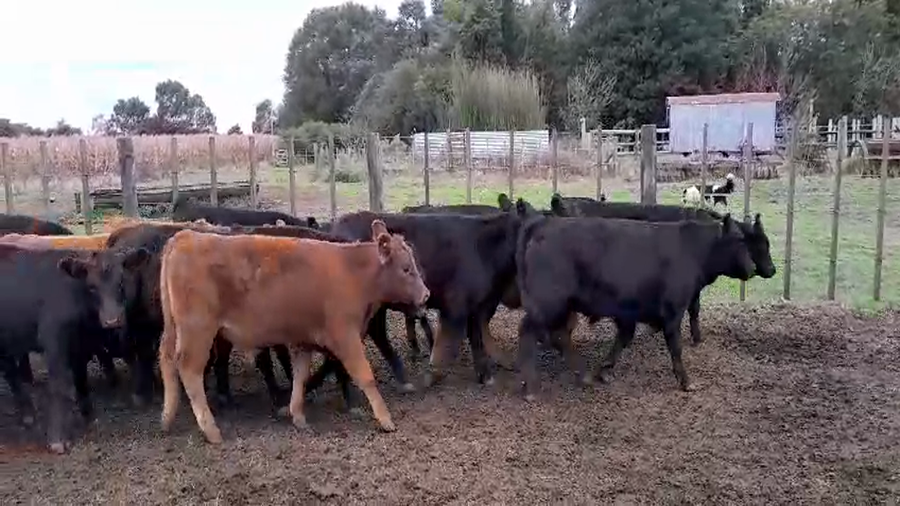 Lote 34 Terneros EN TANDIL