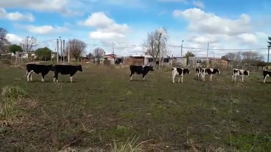 Lote (Vendido)9 Terneros holando a remate en 5to remate por pantalla ENTRE MARTILLOS 210kg -  en canelones