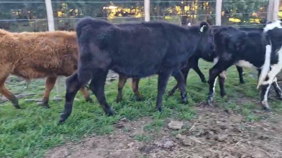 Lote 10 Terneras a remate en Pantalla Aniversario - Escritorio Camy, San José