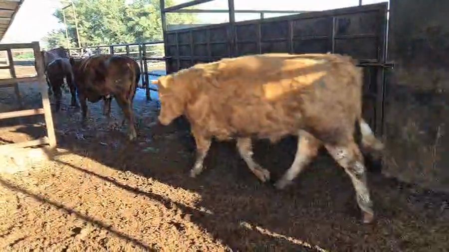 Lote 20 Novillo Gordo en Linares, VII  Región Maule