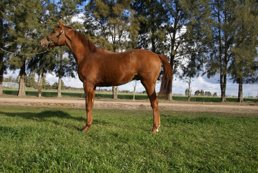 Lote GARIBALDI Q