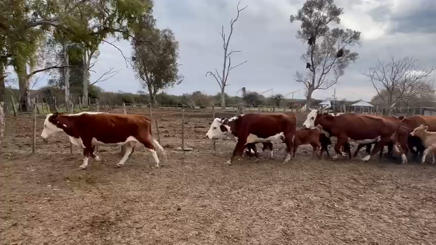 Lote 50 Vacas nuevas C/ cria