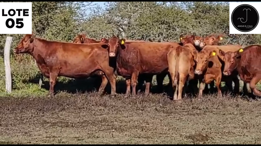 Lote Lote 5 - EL CALÁ: VACAS 7-8 AÑOS PARICION PRIMAVERA