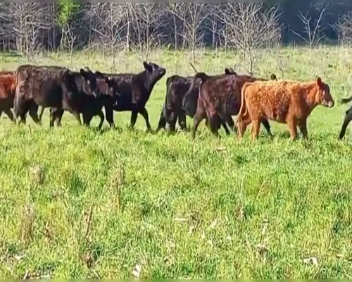 Lote 40 TERNS. HEMBRAS, CHIVILCOY, PCIA. DE BS. AS.