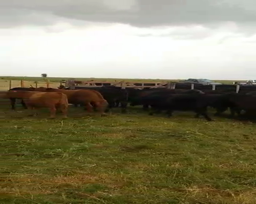 Lote 23 Terneros/as en Tapalqué, Buenos Aires