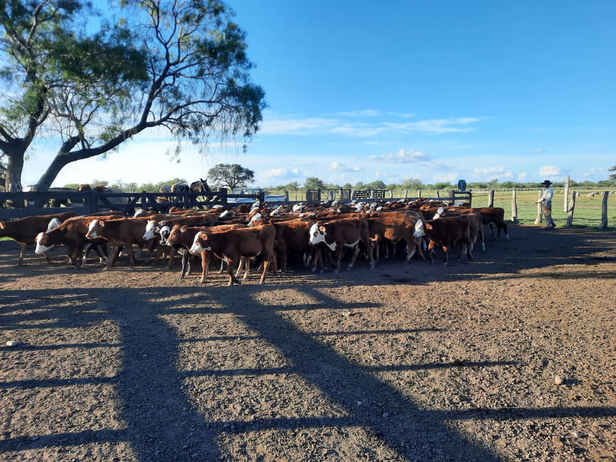Lote SAENZ VALIENTE, BULLRICH Y Cia. S.A.