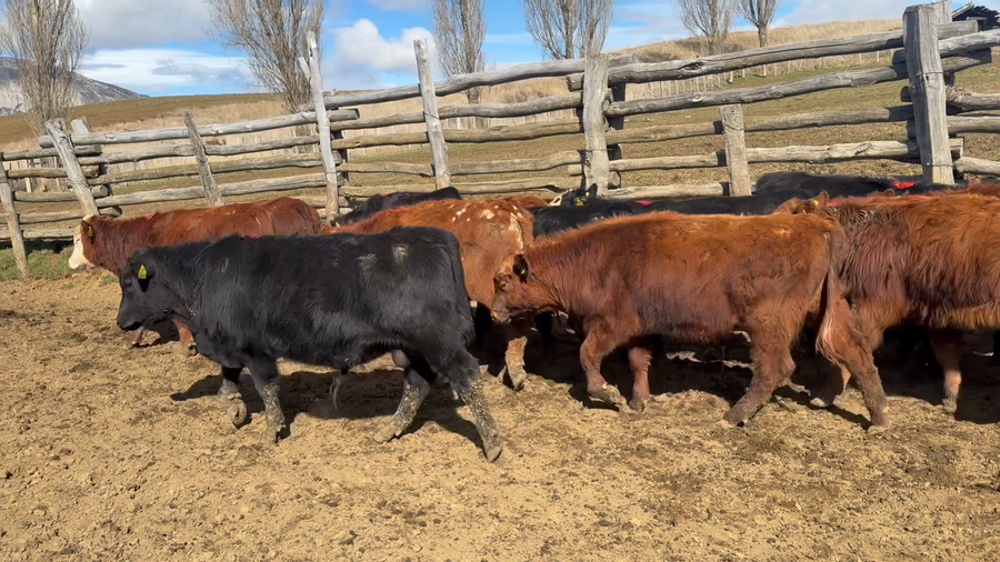 Lote 29 Ternero en Coyhaique, XI Región Aysén