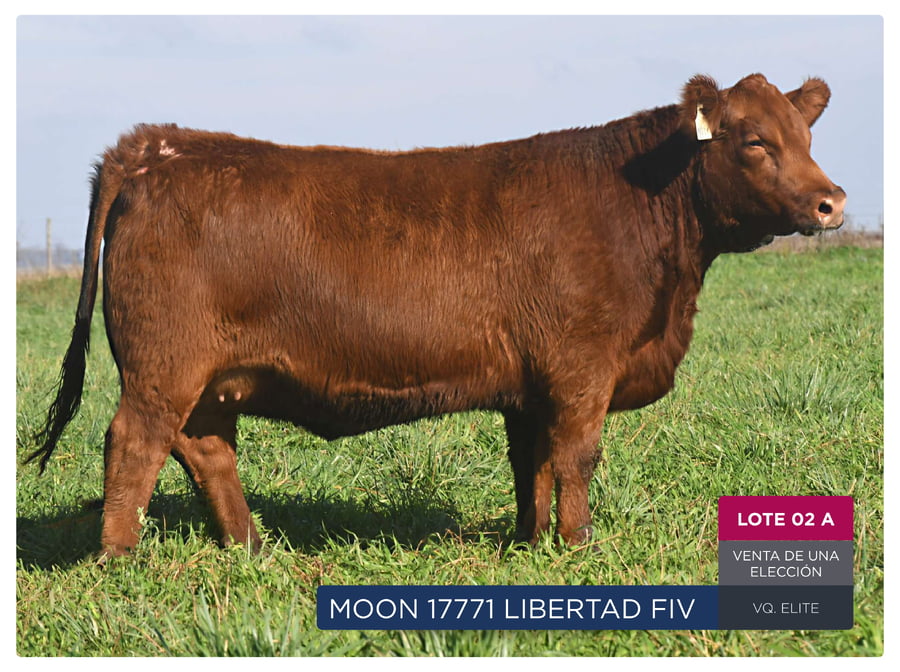 Lote RP 17771 Y 17773 - VAQUILLONAS PP ELITE VENTA DE UNA ELECCION
