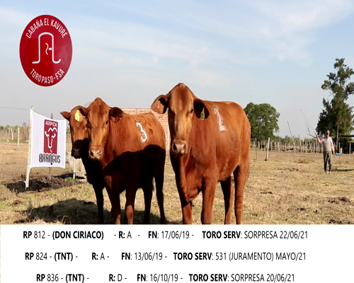 Lote TRIO KAVURE