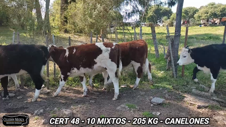 Lote 10 Terneros y Terneras en Canelones