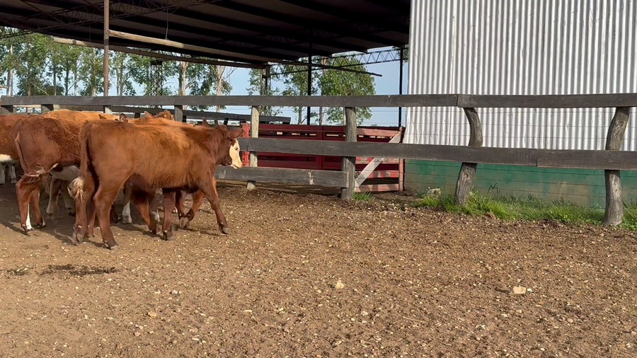 Lote 70 Terneras en Corrientes, Bonpland