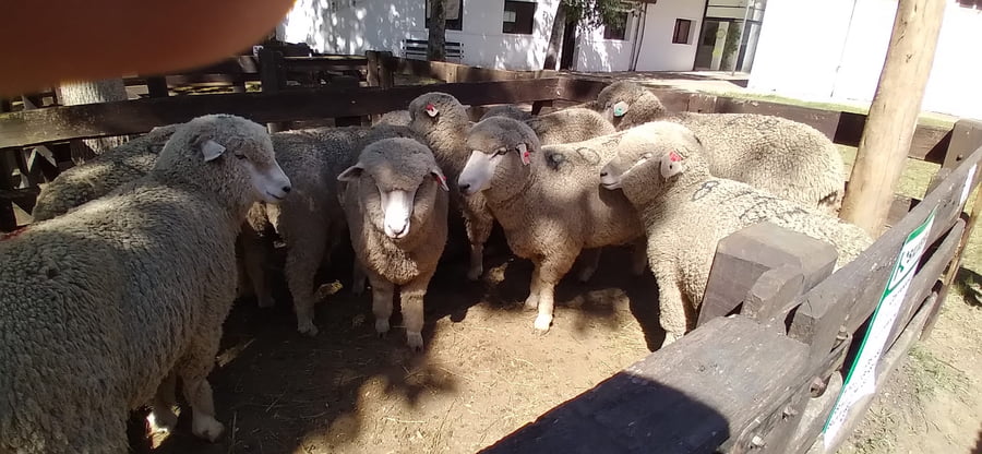 Lote 10 borregas pedigree 2dts