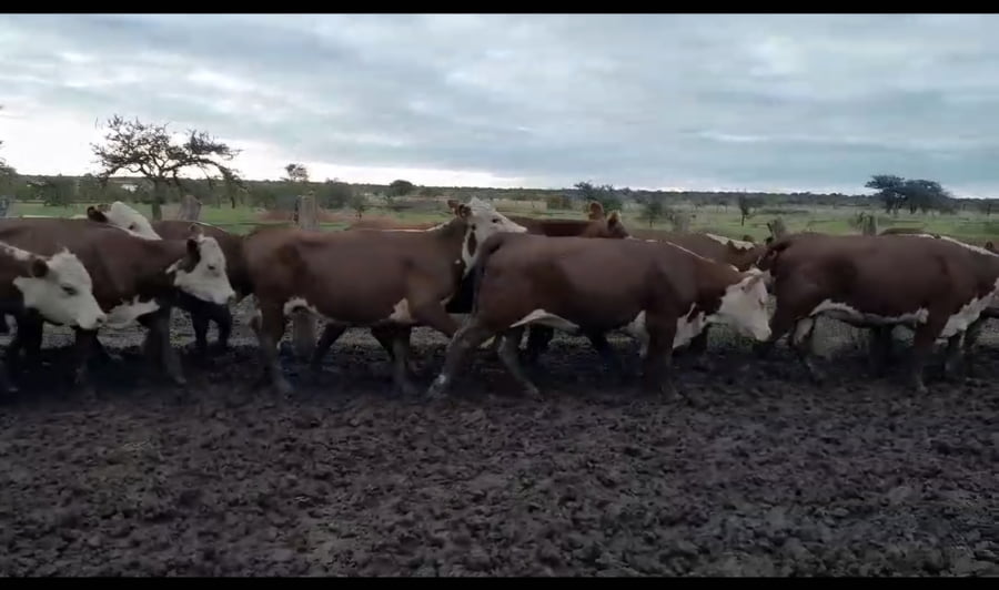 Lote 28 Vaquillonas en Entre Ríos, Los Conquistadores