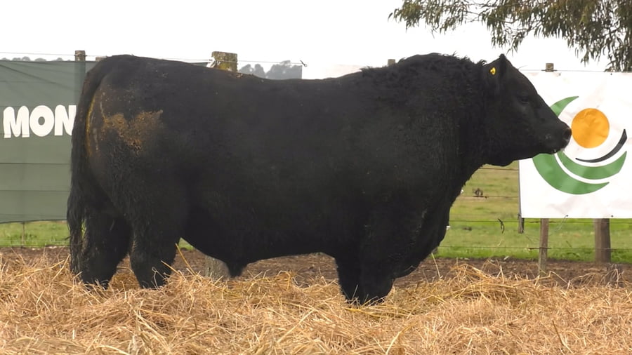 Lote TOROS PUROS POR CRUZA